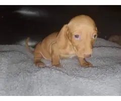 Short haired mini dachshund puppies - 2