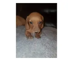 Short haired mini dachshund puppies - 3