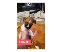 5 Beautiful Boxer puppies rehoming - 1