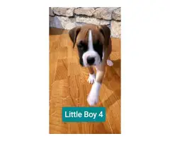 5 Beautiful Boxer puppies rehoming - 4