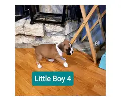 5 Beautiful Boxer puppies rehoming - 5