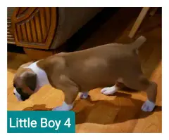 5 Beautiful Boxer puppies rehoming - 6