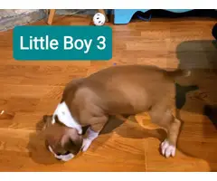 5 Beautiful Boxer puppies rehoming - 7