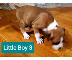 5 Beautiful Boxer puppies rehoming - 9