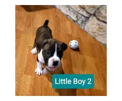 5 Beautiful Boxer puppies rehoming - 11