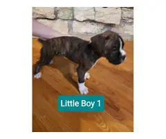 5 Beautiful Boxer puppies rehoming - 13