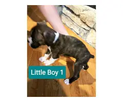 5 Beautiful Boxer puppies rehoming - 14