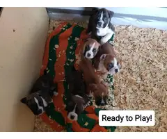 5 Beautiful Boxer puppies rehoming - 17