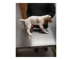 Two 8 weeks old English Setter Puppies - 2