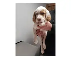 Two 8 weeks old English Setter Puppies - 3