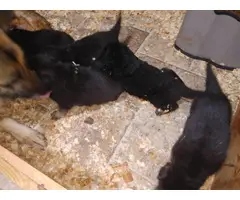 5 black and tan German Shepard puppies for sale - 2