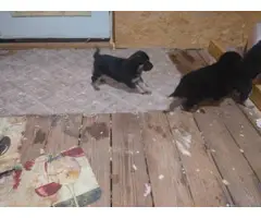 5 black and tan German Shepard puppies for sale - 4
