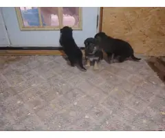 5 black and tan German Shepard puppies for sale - 5