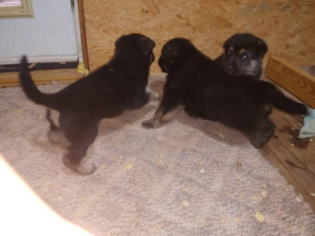 5 black and tan German Shepard puppies for sale in Charlotte, North Carolina - Puppies for Sale ...