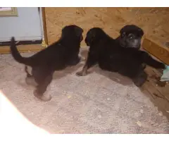 5 black and tan German Shepard puppies for sale - 6