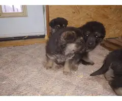 5 black and tan German Shepard puppies for sale - 7