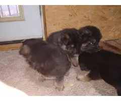 5 black and tan German Shepard puppies for sale - 8