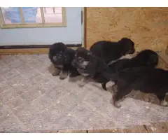 5 black and tan German Shepard puppies for sale - 9