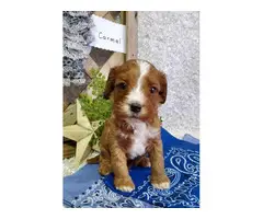 7 beautiful Cavapoo puppies available