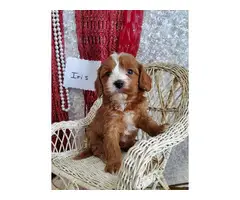 7 beautiful Cavapoo puppies available - 2