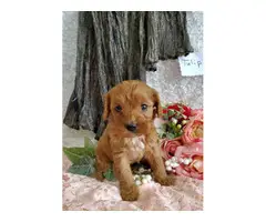 7 beautiful Cavapoo puppies available - 3