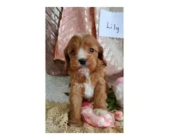 7 beautiful Cavapoo puppies available - 4