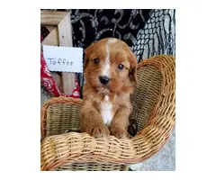 7 beautiful Cavapoo puppies available - 5
