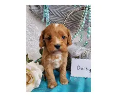 7 beautiful Cavapoo puppies available - 6