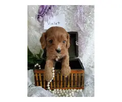 7 beautiful Cavapoo puppies available - 7