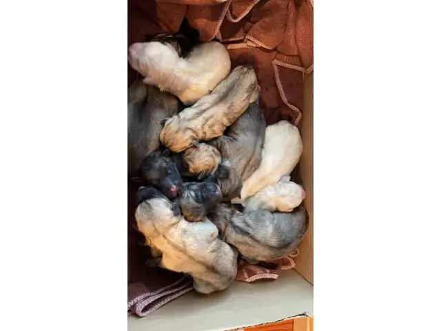 AKC Anatolian Sheperd puppies - 3/4