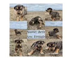Catahoula puppies 5 females and 1 male - 6