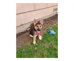 10 week old female GSD puppy for sale