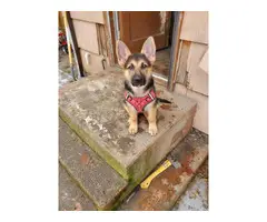 10 week old female GSD puppy for sale - 3