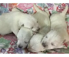 Milly /holly are just as adorable westie puppies