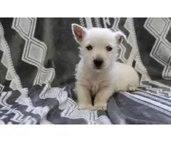 Milly /holly are just as adorable westie puppies - 2