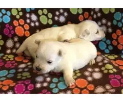 Milly /holly are just as adorable westie puppies - 3