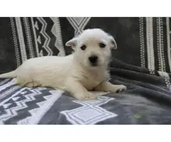 Milly /holly are just as adorable westie puppies - 5