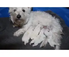 Milly /holly are just as adorable westie puppies - 6