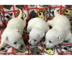 Milly /holly are just as adorable westie puppies - 7