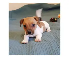 Two Jack Russell Puppies