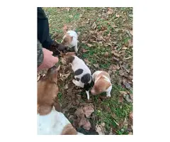 3 Rattie puppies for sale