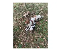3 Rattie puppies for sale - 2