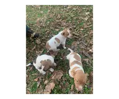 3 Rattie puppies for sale - 3