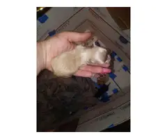 Two Teacup Chorkie puppies