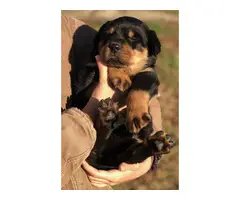 5 AKC Rottweiler Puppies for sale
