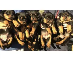 5 AKC Rottweiler Puppies for sale - 2