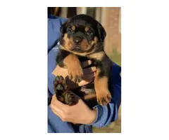 5 AKC Rottweiler Puppies for sale - 3