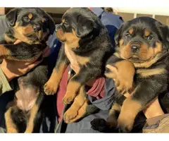 5 AKC Rottweiler Puppies for sale - 4