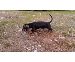 Black and Tan Male Mini Dachshund puppy - 3