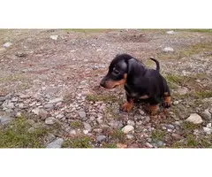 Black and Tan Male Mini Dachshund puppy - 4